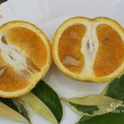 C. sinensis Foliis variegatis - -fill-400x400